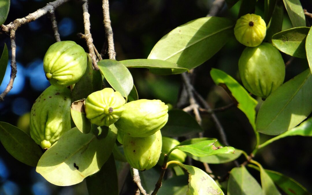 Garcinia Cambogia – właściwości i wpływ na odchudzanie